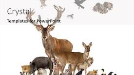  Presentation with rodent - Beautiful presentation theme featuring large-group-of-various-european backdrop and a white colored foreground