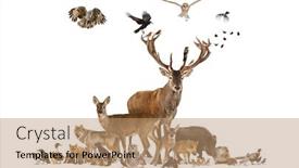  Presentation with rodent - Cool new presentation design with large-group-of-various-european backdrop and a coral colored foreground