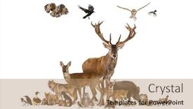  Presentation with rodent - Colorful presentation theme enhanced with large-group-of-various-european backdrop and a coral colored foreground