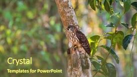  Presentation with tree rings - Colorful PPT theme enhanced with large hawk cuckoo eagle hawk backdrop and a  colored foreground