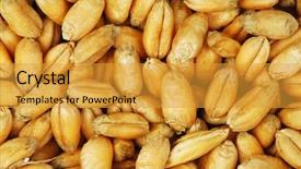  Presentation with wheat - Slides featuring large heap of golden wheat grain - good for food background background and a gold colored foreground