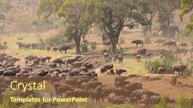  Presentation with kruger - Presentation consisting of large-herd-of-african-buffaloes background and a tawny brown colored foreground