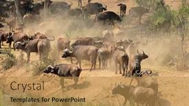  Presentation with south africa - Audience pleasing PPT layouts consisting of large-herd-of-african-buffaloes backdrop and a yellow colored foreground