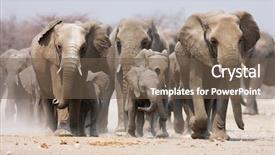 Presentation with elephants - Presentation design consisting of large herd of elephants approaching background and a violet colored foreground