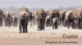  Presentation with african elephant loxodonta africana - Presentation theme featuring large herd of elephants approaching background and a soft green colored foreground