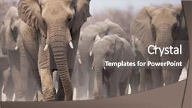  Presentation with elephant - Presentation theme enhanced with large herd of elephants approaching background and a gray colored foreground