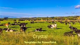  Presentation with green hills - PPT layouts consisting of large-herd-of-groomed-cows background and a tawny brown colored foreground