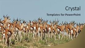  Presentation with kalahari - Presentation theme enhanced with large herd of springbok antelopes antidorcas marsupialis kalahari south africa background and a light blue colored foreground