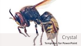  Presentation with hornet - PPT theme having large-hornet-isolated-on-white background and a light gray colored foreground