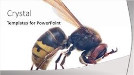  Presentation with hornet - Slide deck enhanced with large-hornet-isolated-on-white background and a white colored foreground