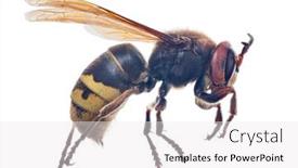 Presentation with hornet - Presentation theme with large-hornet-isolated-on-white background and a white colored foreground