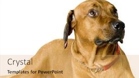  Presentation with hunting - Amazing presentation theme having large-hunting-dog-shot backdrop and a yellow colored foreground