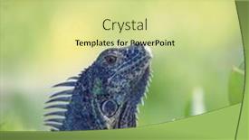  Presentation with plants - Theme consisting of large-iguana-in-plants-close background and a yellow colored foreground