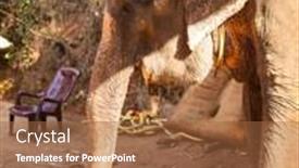  Presentation with sugarcane - Theme having large-indian-elephant-eating-sugarcane background and a red colored foreground