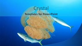  Presentation with juvenile - Beautiful PPT layouts featuring large-jellyfish-shelters-juvenile-fish backdrop and a cyan colored foreground