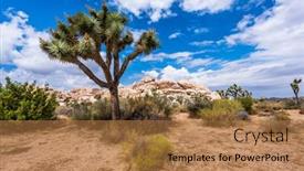  Presentation with landscape desert - Beautiful theme featuring large-joshua-trees-frame backdrop and a coral colored foreground