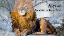  Presentation with lion king - Slides with large lion lying background and a light gray colored foreground