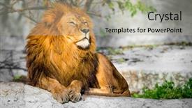  Presentation with lion king - Slide deck featuring large lion lying background and a light gray colored foreground