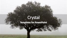  Presentation with oak tree - PPT theme enhanced with large lone tree surrounded background and a dark gray colored foreground