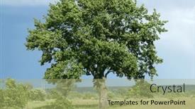  Presentation with lonely - PPT theme enhanced with large-lonely-sprawling-tree background and a mint green colored foreground