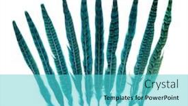  Presentation with sage feathers - Colorful theme enhanced with large-long-feathers backdrop and a cyan colored foreground