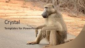  Presentation with kruger - Audience pleasing slide deck consisting of large male baboon sitting backdrop and a coral colored foreground