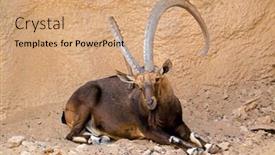  Presentation with neo classic villa almerico capra - Slides having large-male-nubian-ibex-capra background and a coral colored foreground