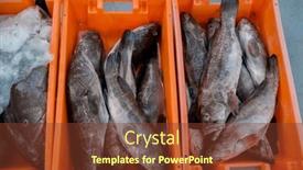  Presentation with marine - Slides with large-marine-fish-in-plastic and a tawny brown colored foreground