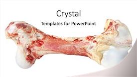  Presentation with dog bone chewing - Theme enhanced with large meaty dog bone isolated background and a  colored foreground
