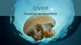  Presentation with jellyfish - Slide set consisting of large mosaic jellyfish background and a light blue colored foreground