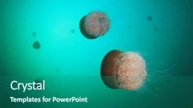 Presentation with jellyfish - PPT theme consisting of large mosaic jellyfish background and a ocean colored foreground