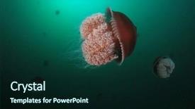  Presentation with jellyfish - Colorful PPT theme enhanced with large mosaic jellyfish backdrop and a wine colored foreground