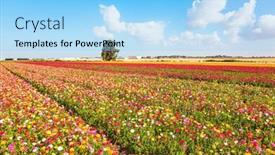  Presentation with gaza - Presentation with large-multi-colored-garden-buttercups background and a light blue colored foreground