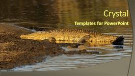  Presentation with south africa - Slide set with large-nile-crocodile-basking background and a tawny brown colored foreground