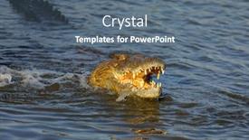  Presentation with kruger - Slide set featuring large-nile-crocodile-crocodylus-niloticus background and a ocean colored foreground