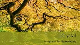  Presentation with green technology ithink map - Amazing PPT layouts having large oak trees - amazing green japanese maple tree backdrop and a gold colored foreground