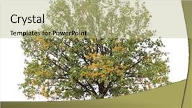  Presentation with tree - Cool new presentation design with large oak trees - autumn tree isolated on white backdrop and a mint green colored foreground