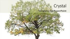  Presentation with tree - Theme consisting of large oak trees - autumn tree isolated on white background and a soft green colored foreground