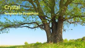  Presentation with oak tree - Cool new presentation theme with large oak trees - big tree with fresh green backdrop and a tawny brown colored foreground