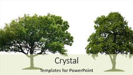  Presentation with oak tree - Amazing PPT layouts having large oak trees - green tree isolated backdrop and a soft green colored foreground