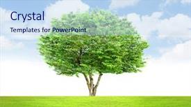  Presentation with green tree - Presentation theme consisting of large oak trees - green tree sky background background and a sky blue colored foreground