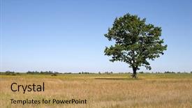  Presentation with oak tree - PPT theme with large oak trees - tree in a field background and a coral colored foreground