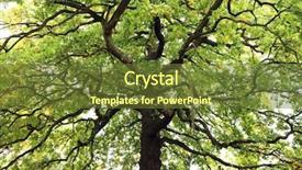  Presentation with spring tree - Theme with large oak trees - tree in spring colours background and a tawny brown colored foreground