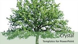  Presentation with white birch tree - Audience pleasing presentation theme consisting of large oak trees - tree isolated on white background backdrop and a seafoam green colored foreground
