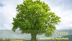 Presentation with green tree - Slide deck enhanced with large-old-beech-tree background and a  colored foreground