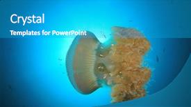  Presentation with jellyfish - Audience pleasing PPT layouts consisting of large pelagic jellyfish backdrop and a teal colored foreground