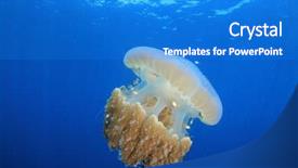  Presentation with jellyfish - PPT layouts featuring large pelagic jellyfish background and a cobalt blue colored foreground