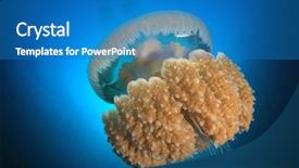  Presentation with jellyfish - Audience pleasing presentation design consisting of large pelagic mosaic jellyfish backdrop and a teal colored foreground