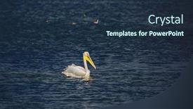  Presentation with december - PPT theme with large pelican floats in darkly blue water of the lake hula nature reserve israel december background and a tawny brown colored foreground