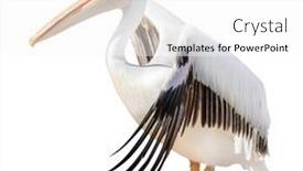  Presentation with octopus on isolated white - Presentation theme having large-pelican-isolated-on-white background and a white colored foreground